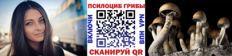 Галлюциногенные грибы Psilocybe  Ногинск 